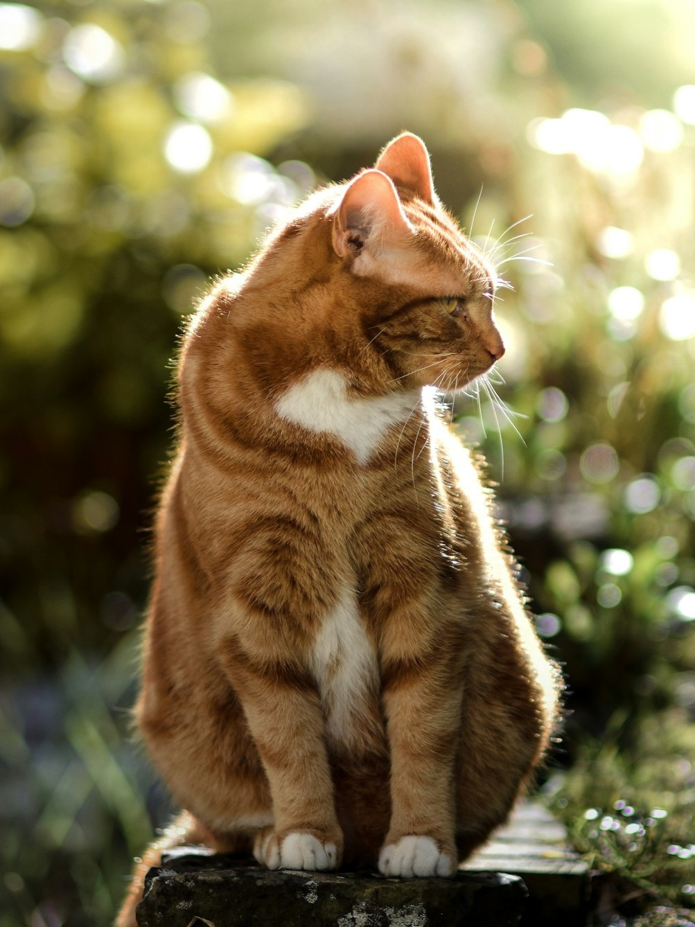 can someone please tell me what kind of bread my cat is and how to keep her happy and healthy?