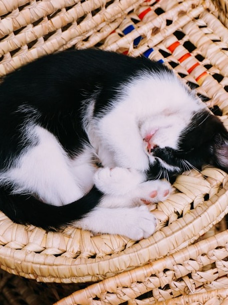 is my cat’s croissant pose a sign of happiness or a secret cry for help?