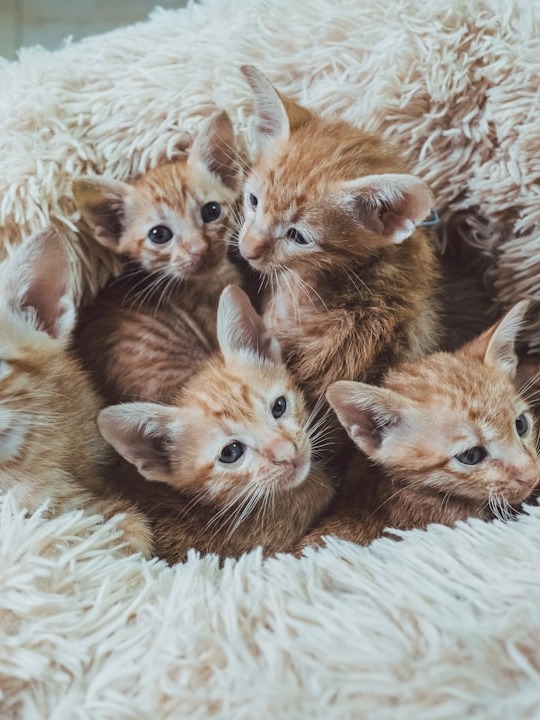 is it just me or are these pets literally the cutest ever