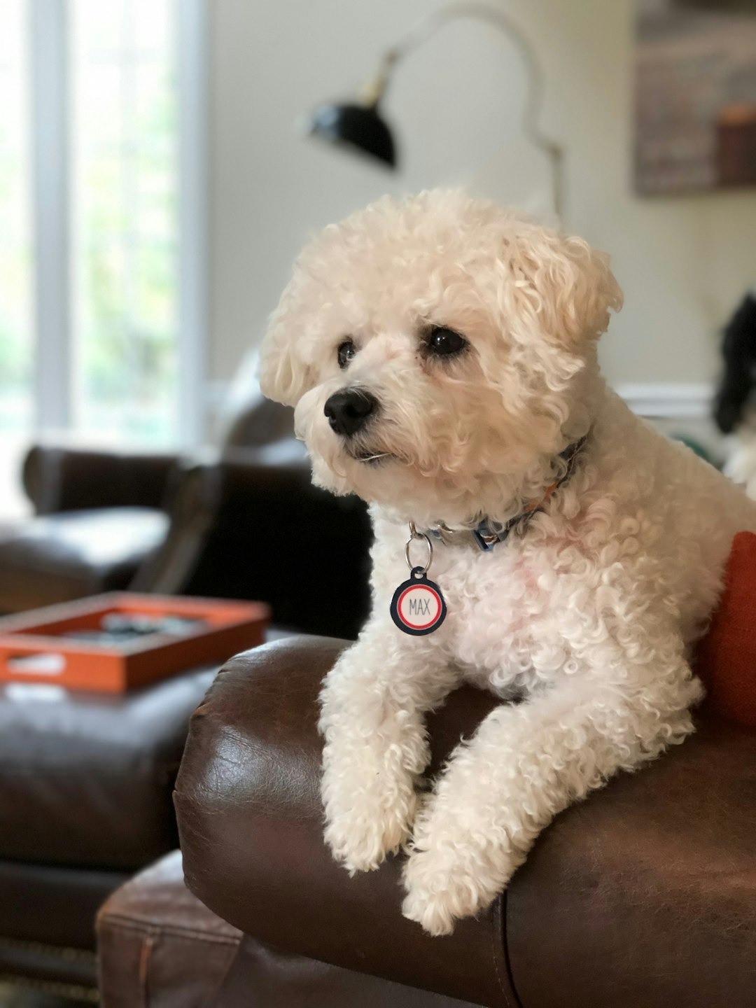 does your dog judge you when you let one rip at home?