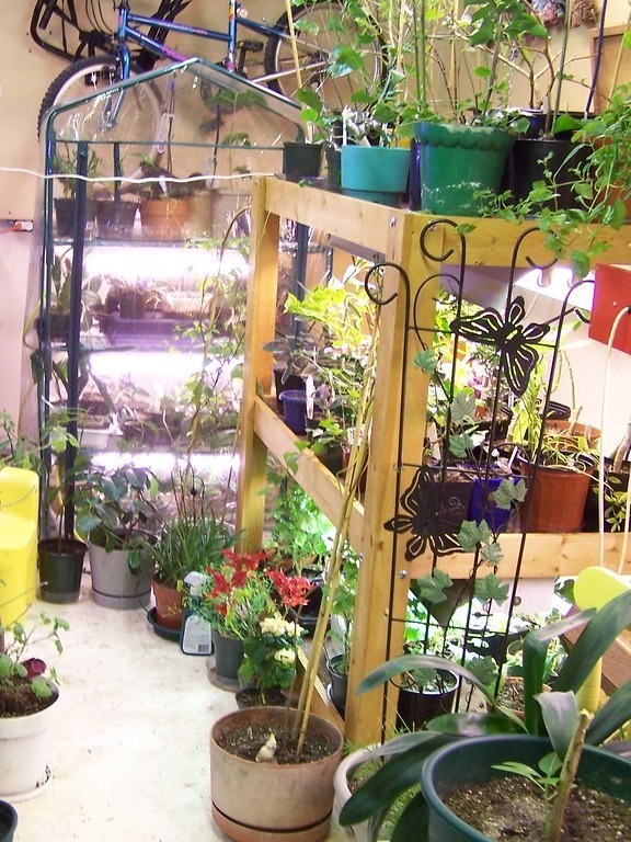 did i just turn my basement into a jungle by accident or what