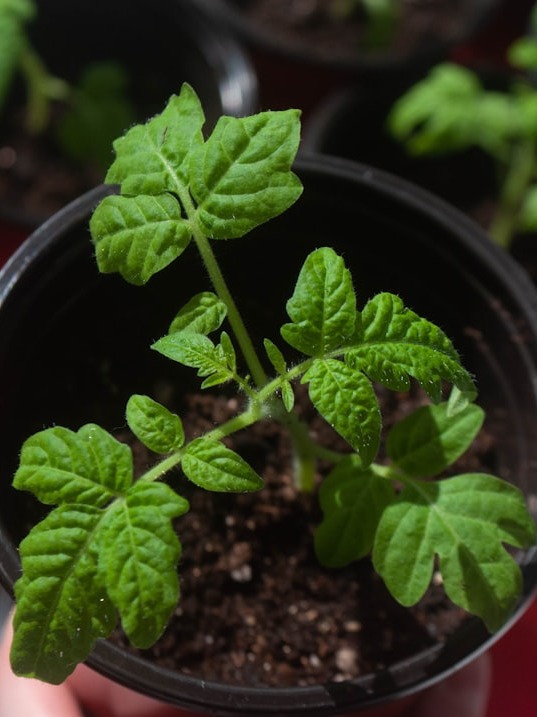  my garden is thriving!
