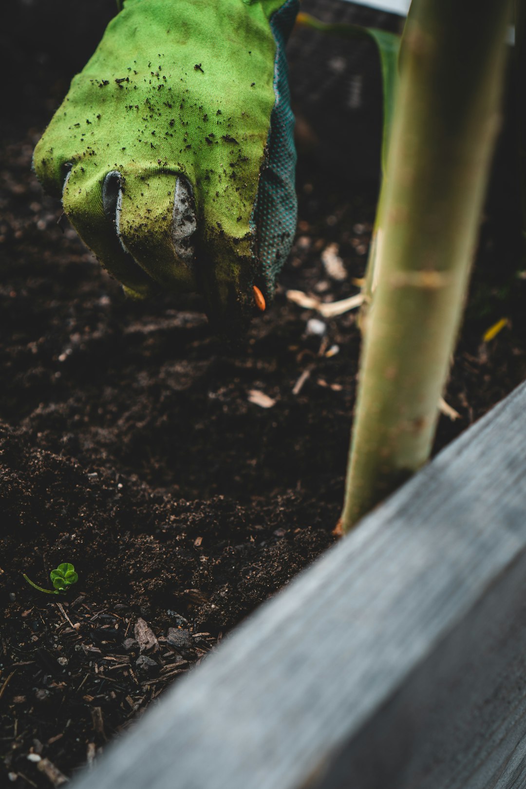 is this the moment my backyard finally becomes a veggie paradise?
