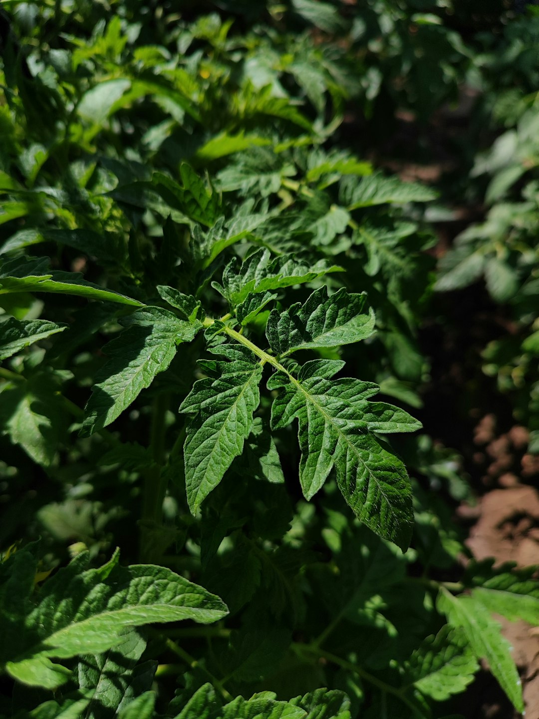 why do my tomatoes melt in the summer heat every single year?