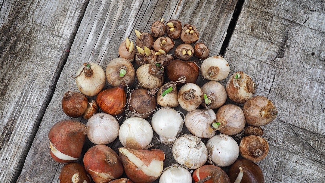 is it too soon to plant daffodil bulbs or should i wait for fall?