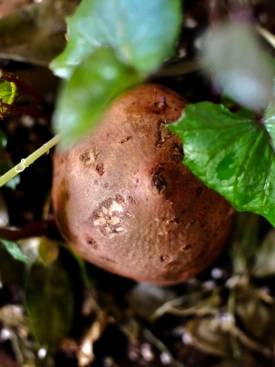 could these sprouting spuds be the secret to my best garden yet?