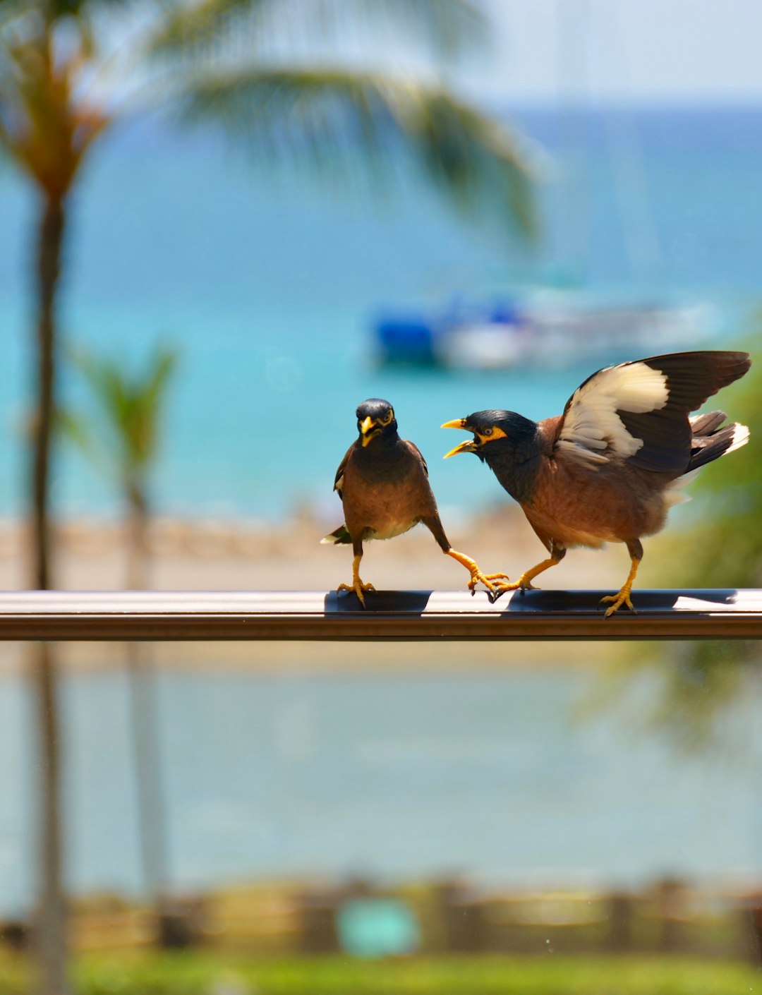 Has Eloquence Become the Key to Promotion?​