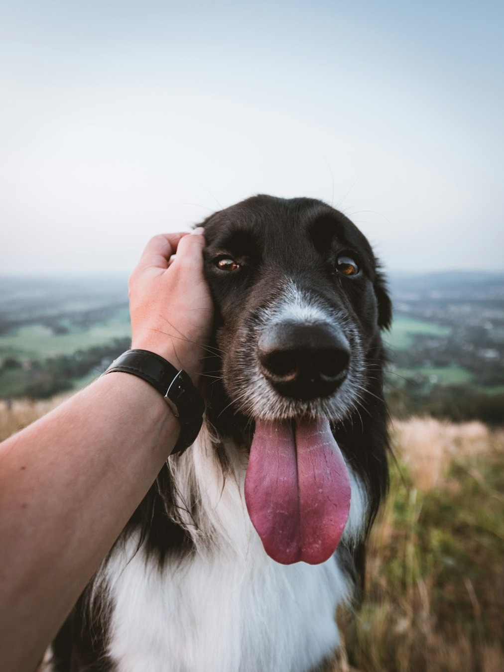 Your dog’s life flashes by way faster than you think