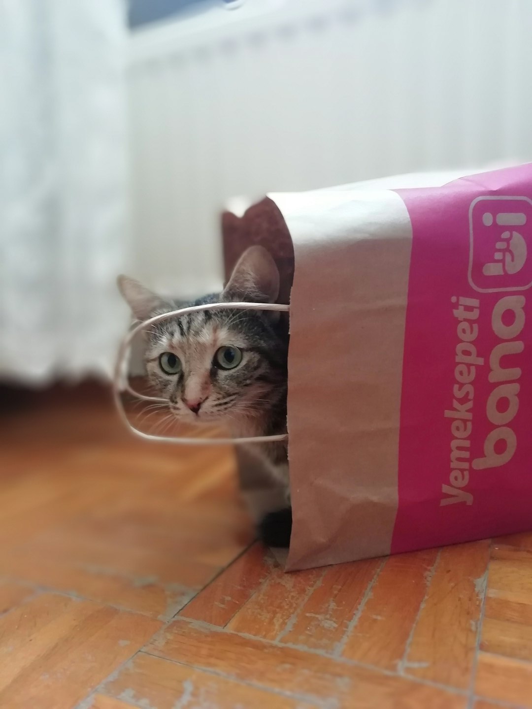 is your cat secretly training you instead?