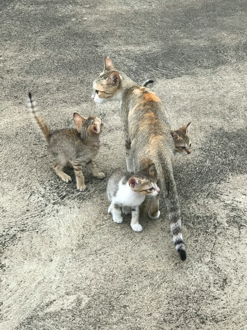 why did my cat pick the weirdest spot ever for her kittens?