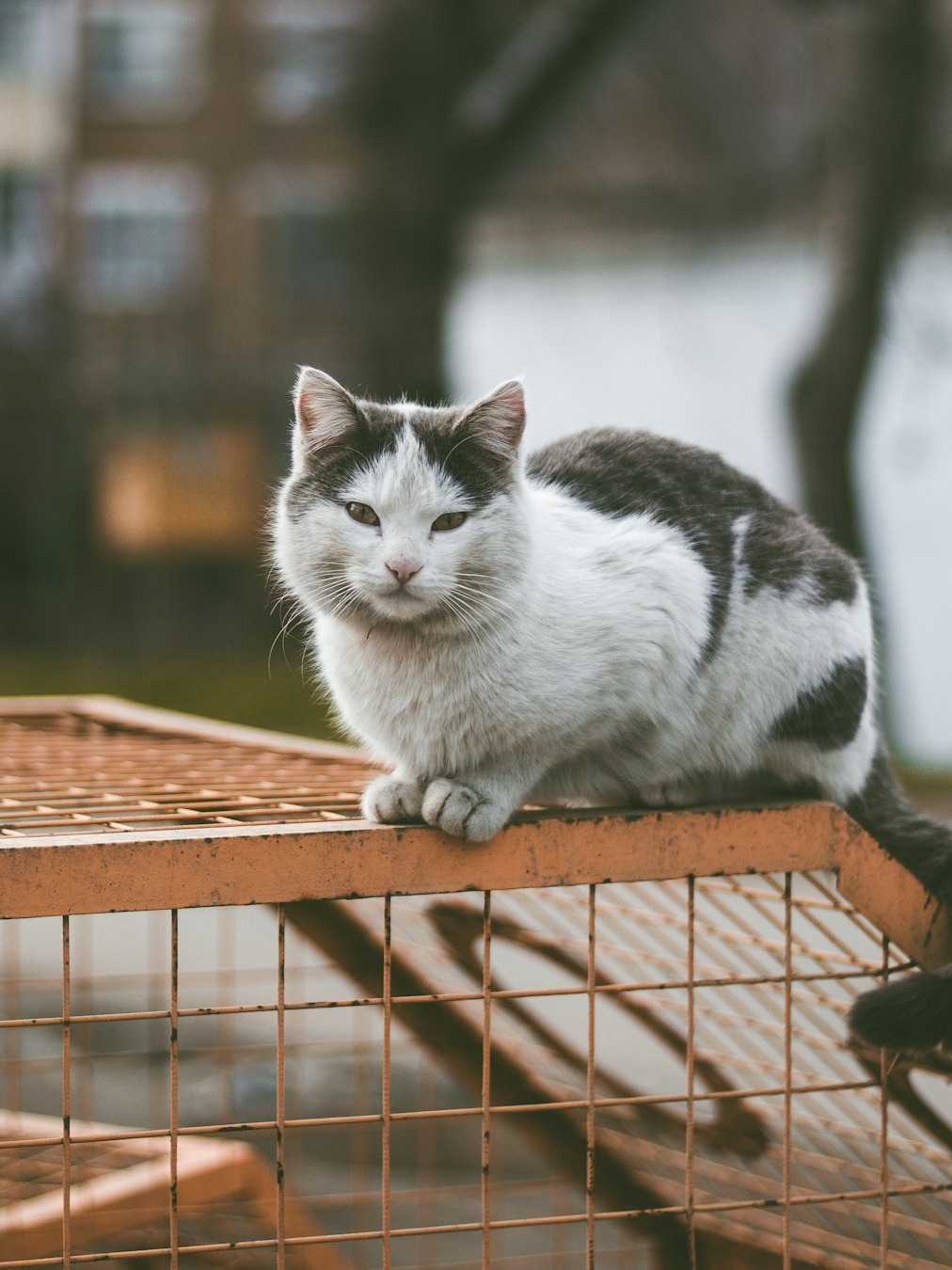 how did i end up trapping my neighbor’s wild cat?