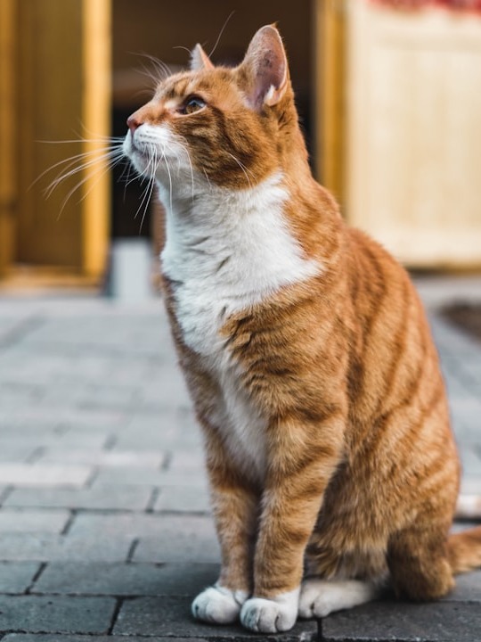 why did my sweet cat turn into a tiny tiger?