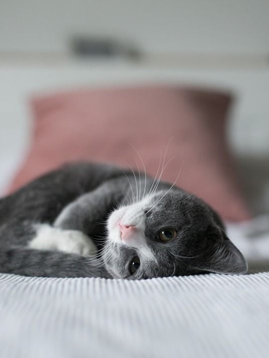 why did my cat’s fur turn into a stubborn tangled mess?