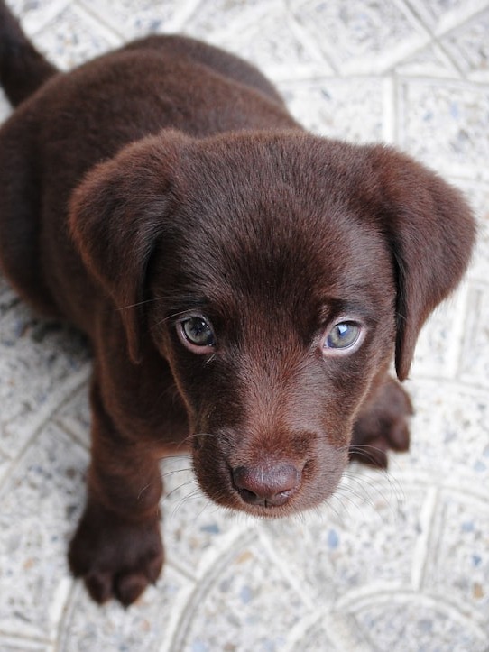 why did my puppy turn into a tiny chewing tornado?