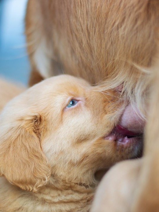 why did my dog refuse food after puppies arrived?