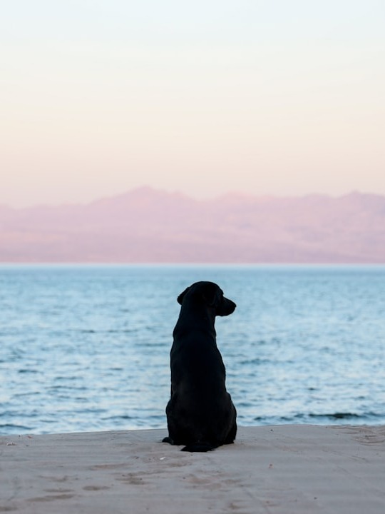 how do you trim black dog nails without a meltdown?