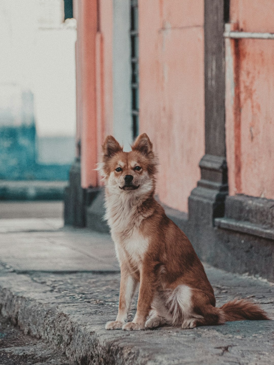 how did i win over a street dog’s trust in a week?