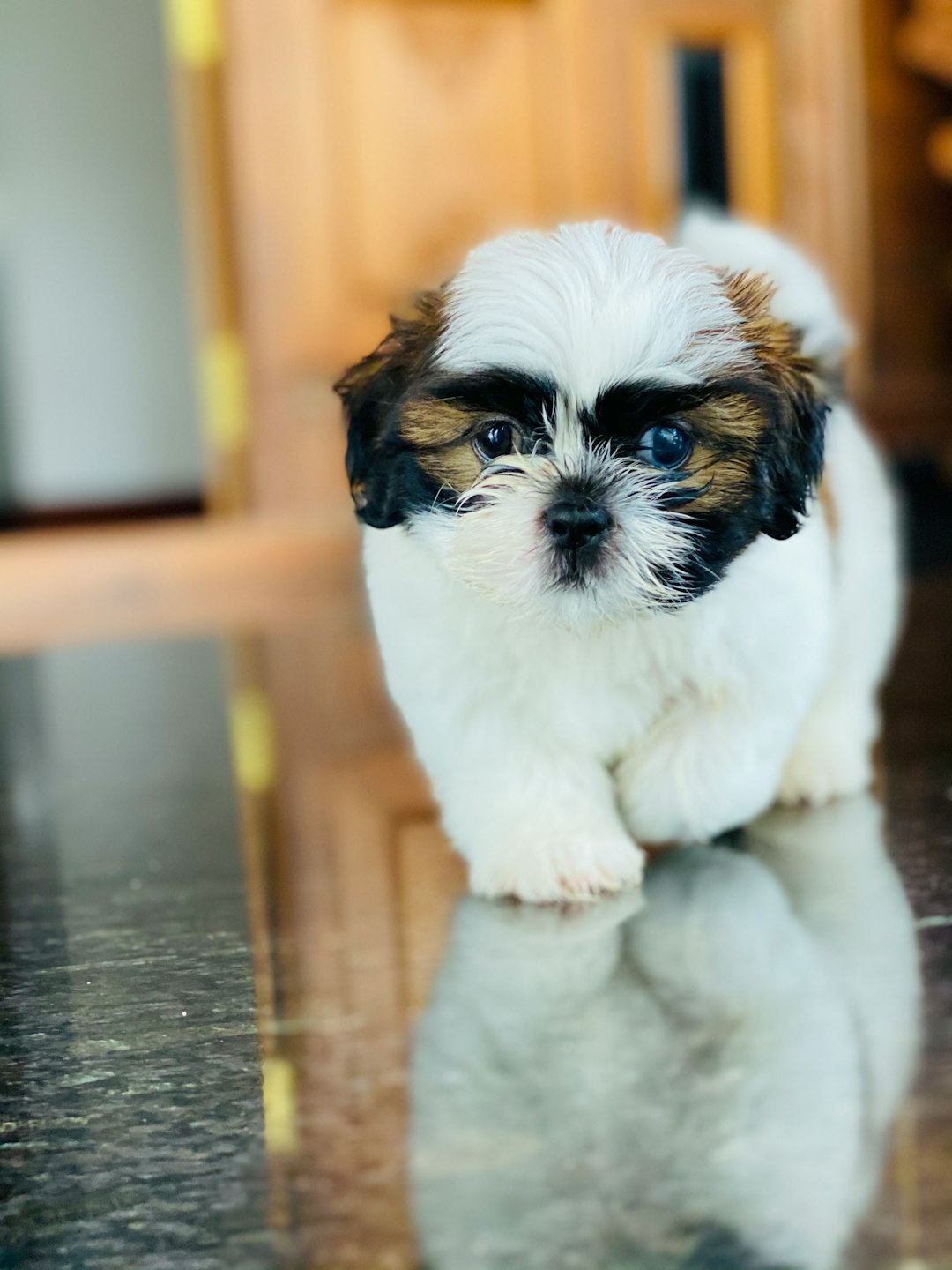 is breeding shih tzus actually harder than raising kids?