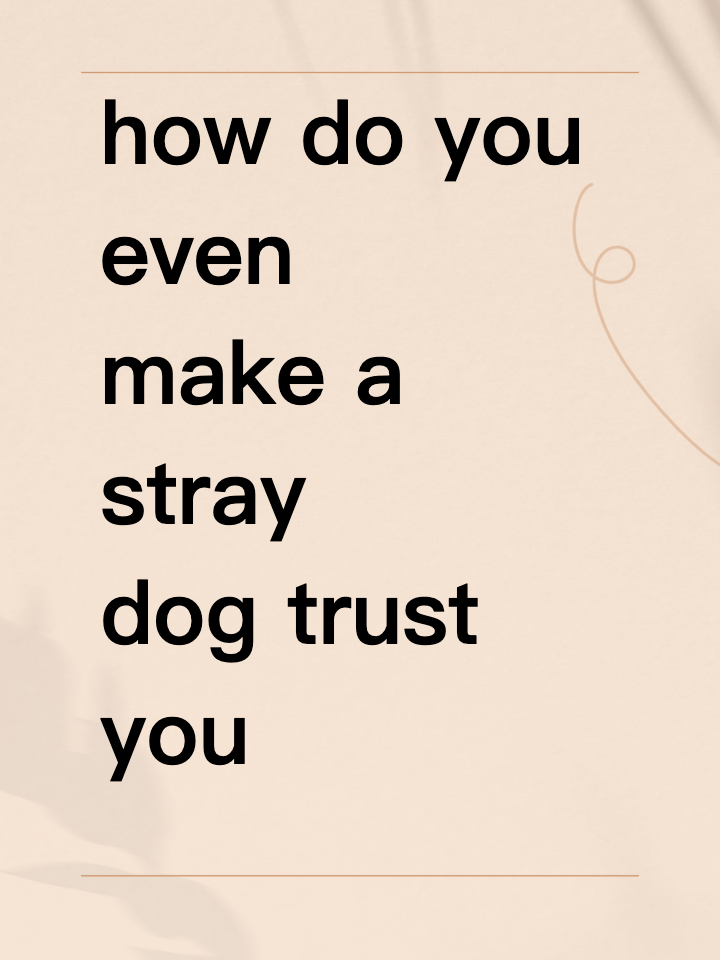 how do you even make a stray dog trust you without freaking it out?