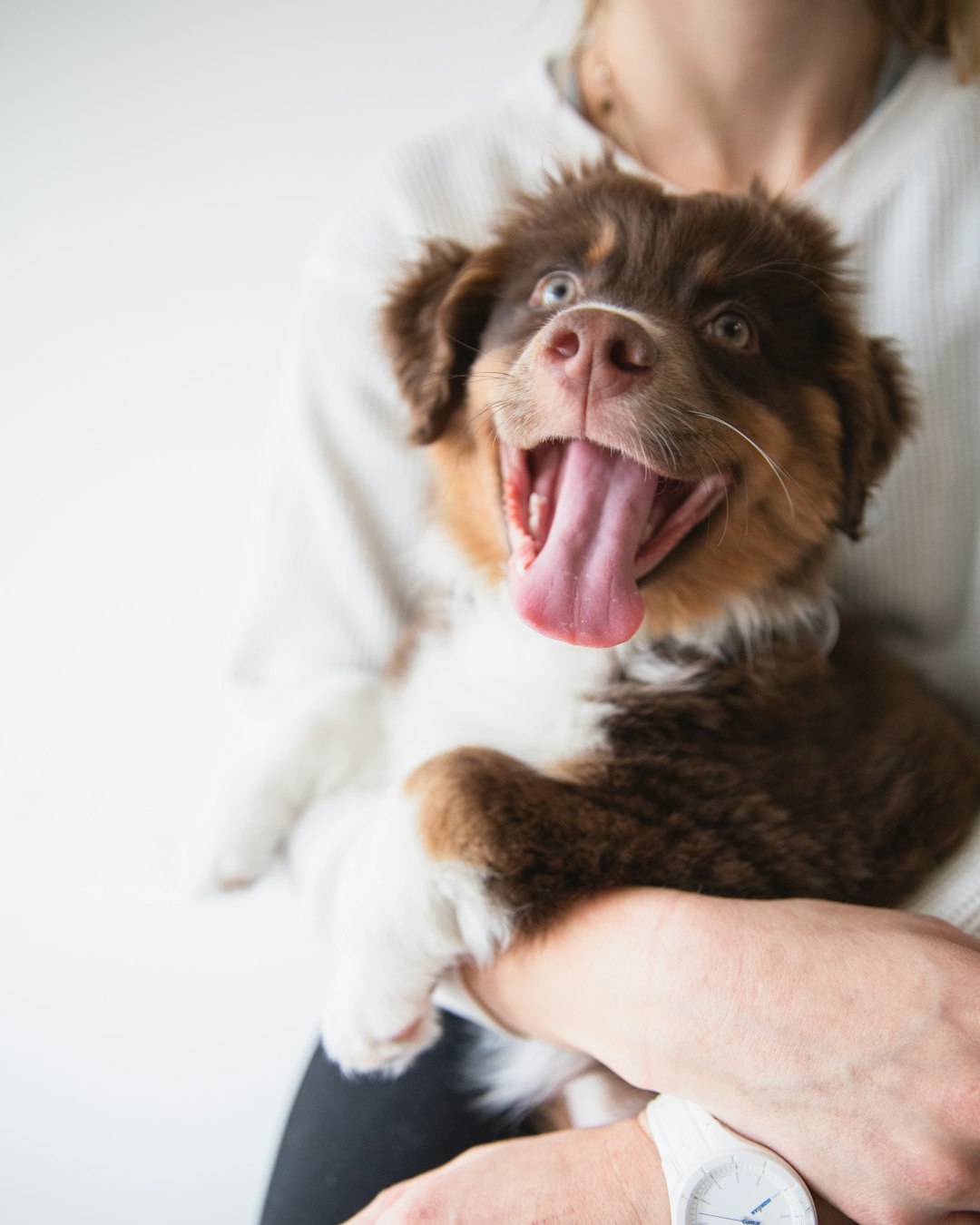 how do i convince my parents i’m ready for a dog and not just dreaming
