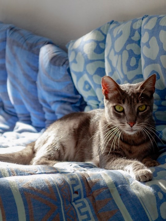why is my cat refusing food and acting so weird?