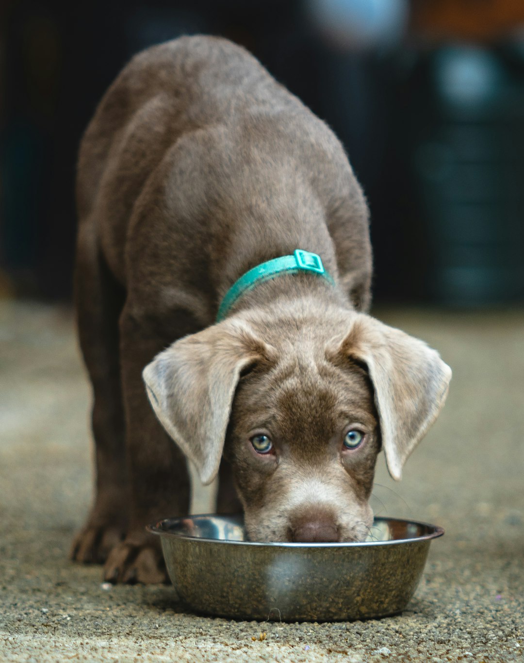 is it actually safe to let my pets drink water anytime they want?