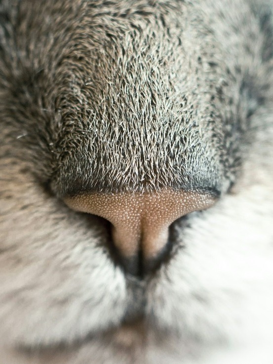 Forget fingerprints—your cat’s identity is on its snout