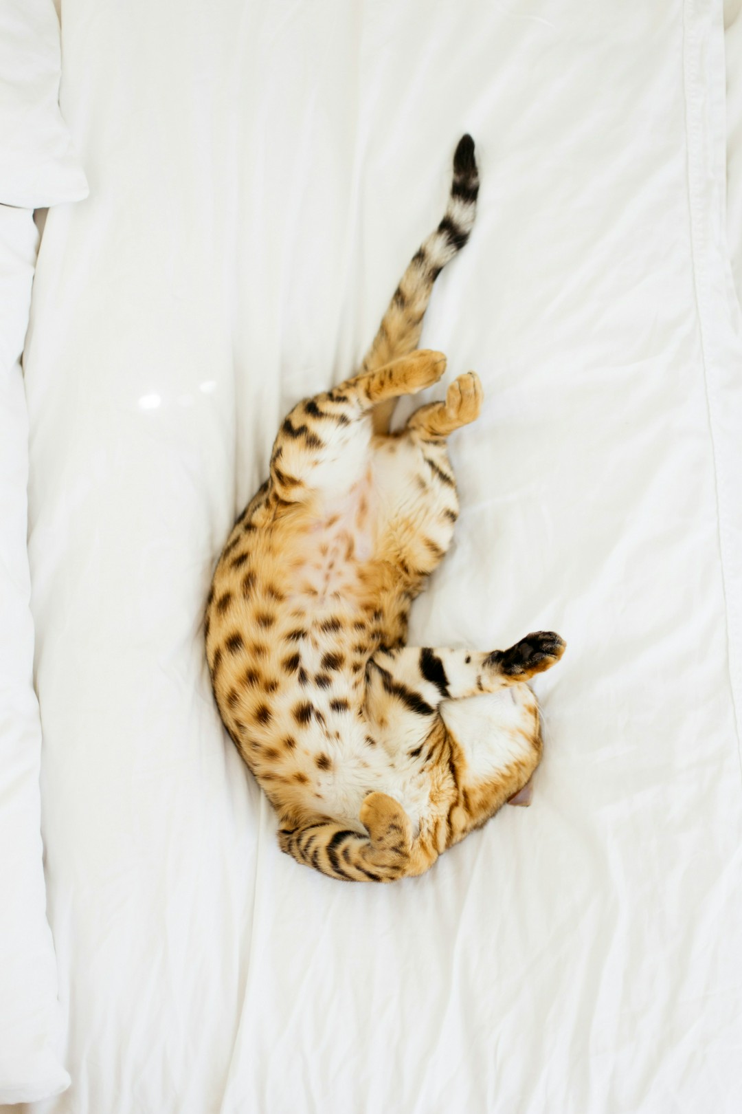 why does my cat show me their belly and still attack me??