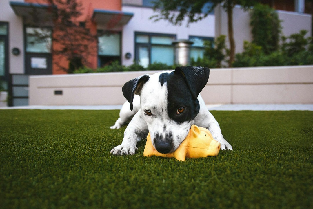 is homemade dog food actually cheaper than kibble?