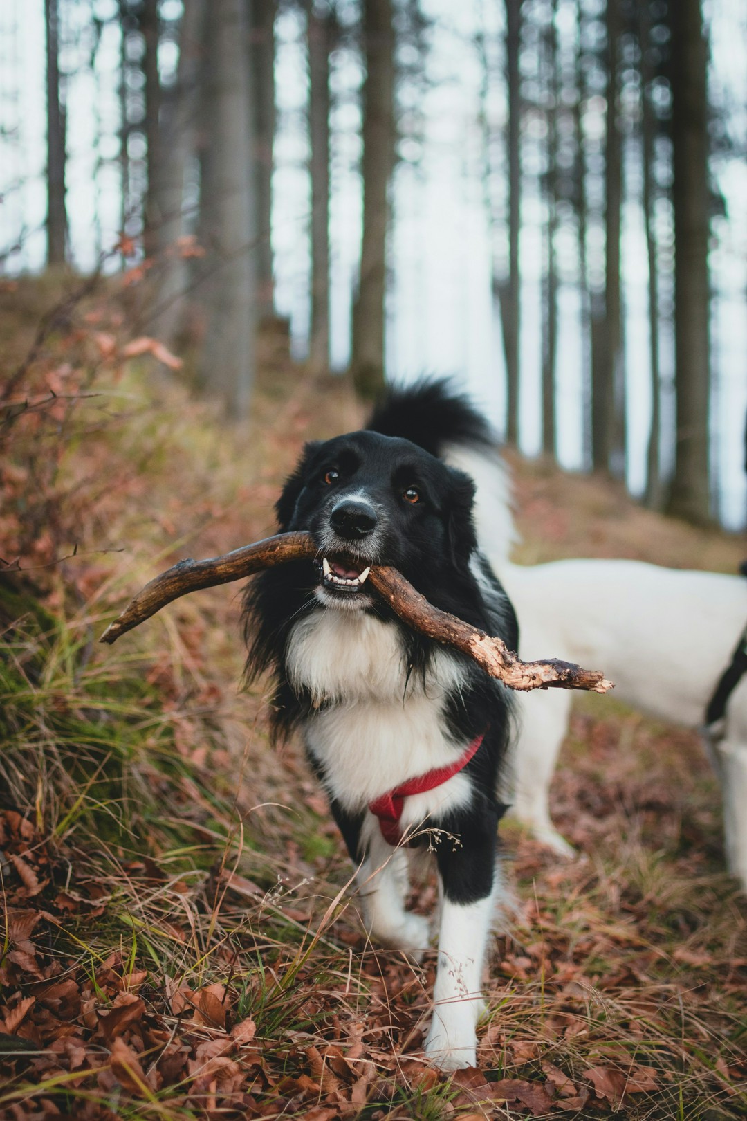 dog froze, ears up, tail wagging fast—am i in danger?