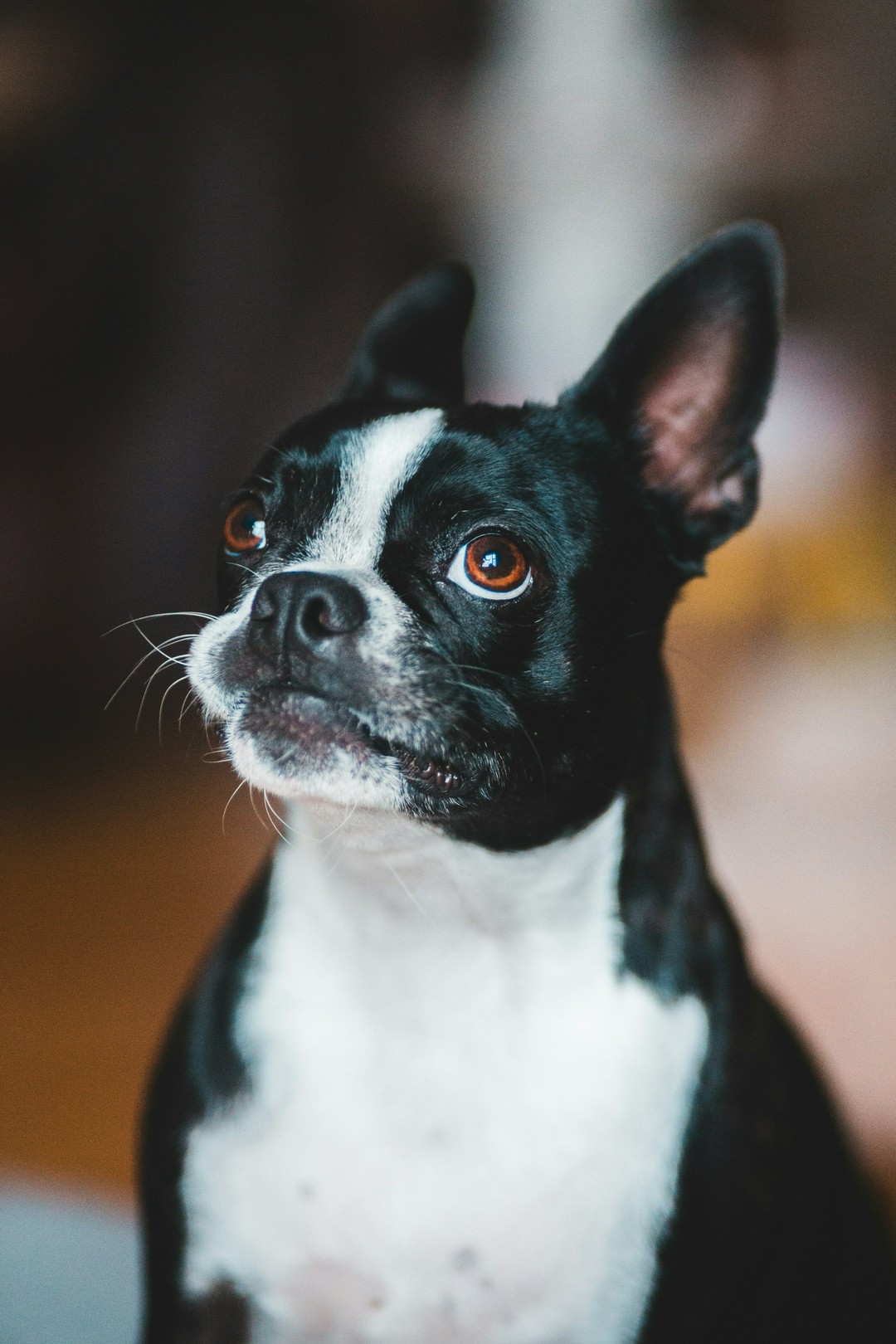 why does my dog fake nice then go full gremlin?