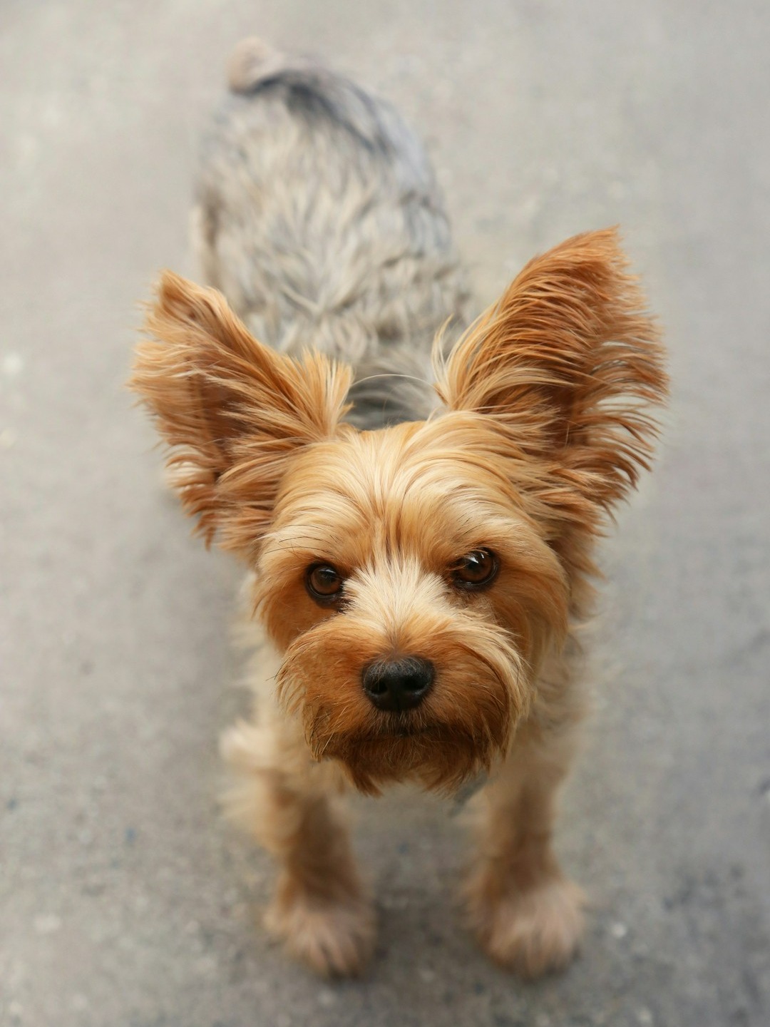 why does my dog stare at me like it knows my secrets?
