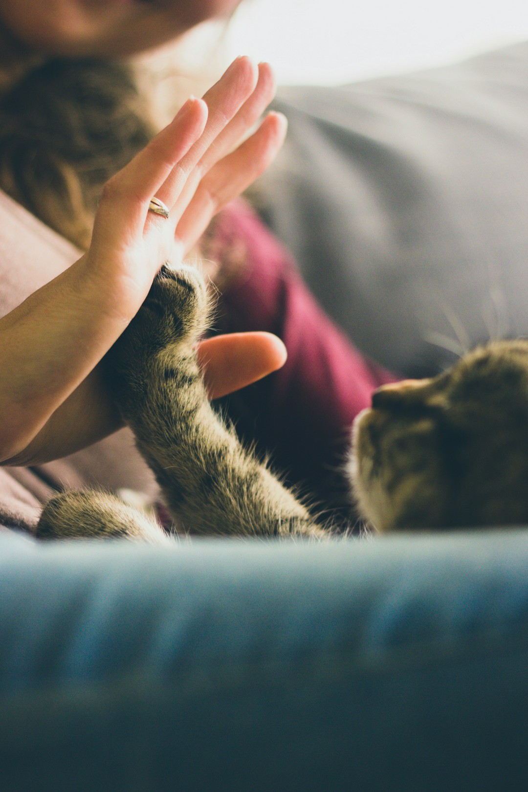 is your cat a drama queen or total chill? find out now! 🐾
