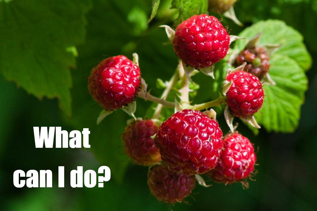 Raspberry Overload: 10kg a Day and Counting 🍇 What To Do With This Bounty?
