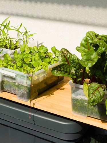 can you really grow dinner on your windowsill with just water?