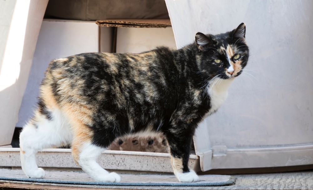 is your cat secretly a manx? here’s how to tell for real