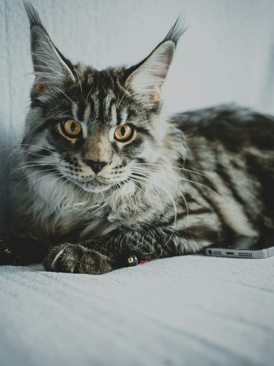is your giant fluffball secretly a maine coon? let’s investigate!