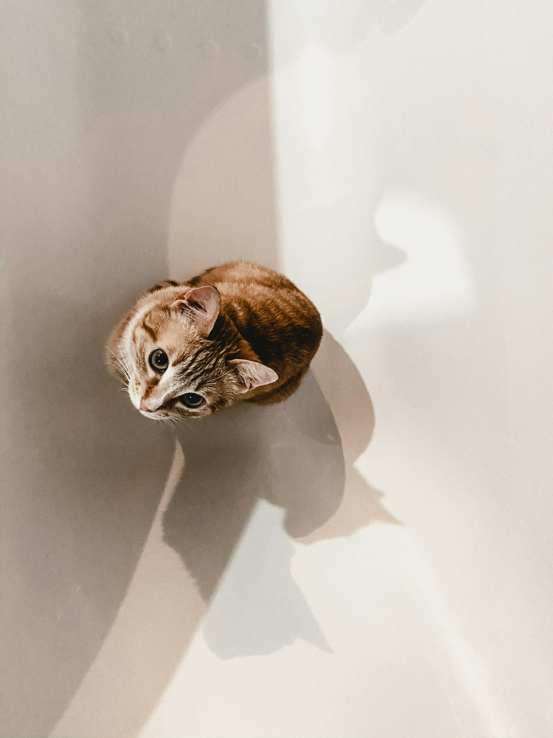 why does my cat act like a tiny chaos gremlin?
