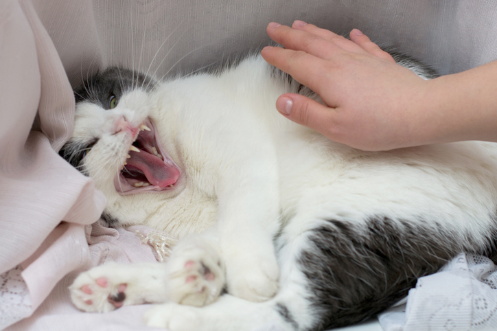 is my cat a secret ninja or just a drama queen? how to spot the difference between play and real cat fights