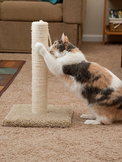 why does my cat hate the scratching post i bought?