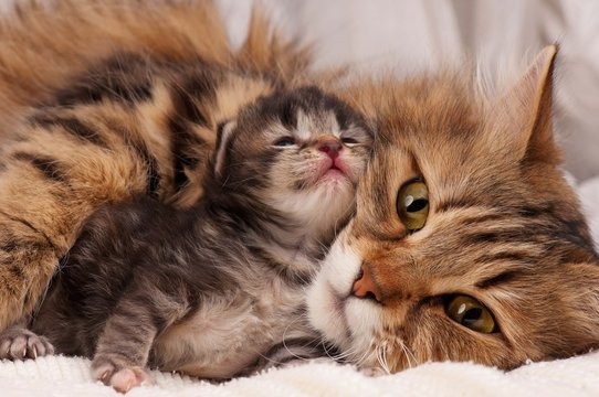 is your cat about to pop? here’s how to help her deliver safely!