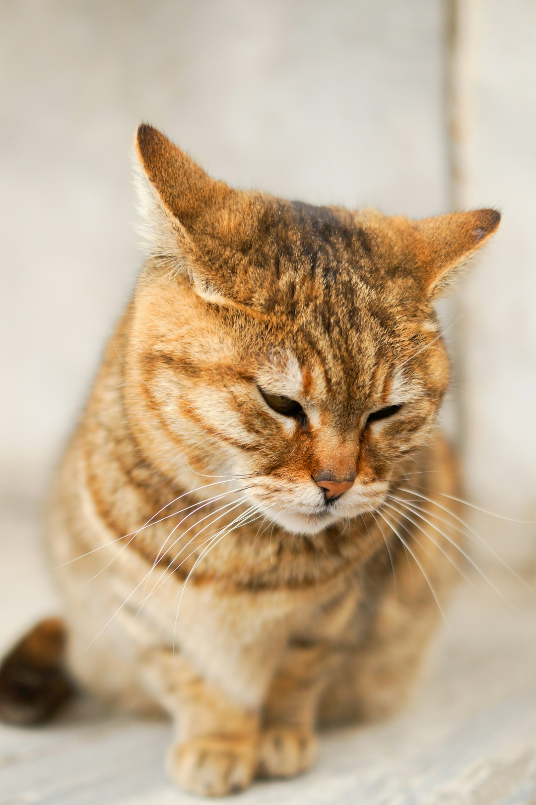 why do cats get airplane ears? is my cat about to take off or just mad?