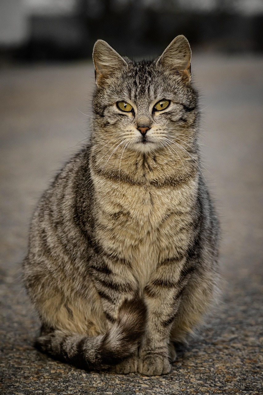 how do you turn a wild alley cat into a snuggle buddy?