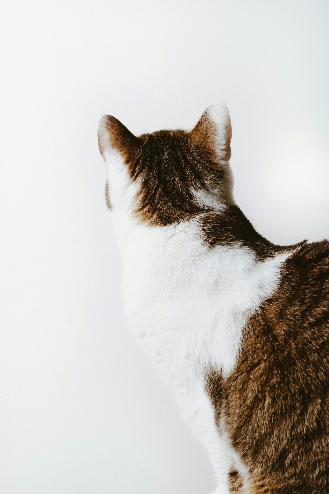 is it possible to instantly pause your cat with a binder clip?