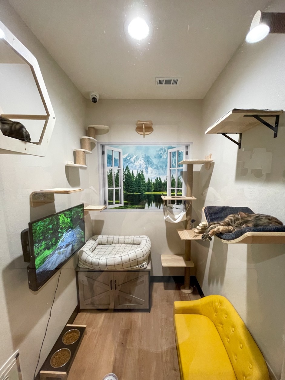is your cat living her best life? here’s how to turn a spare room into a feline paradise