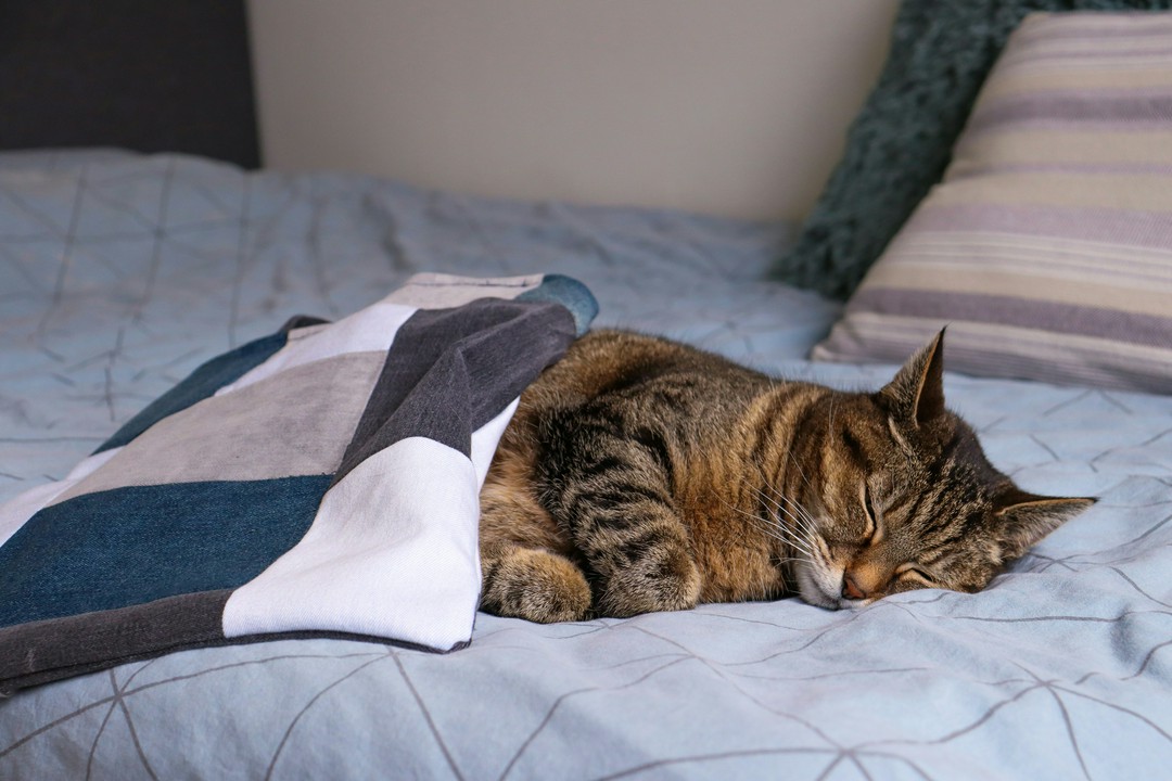 is your cat’s bed secretly a flea hotel? here’s how i deep clean mine!