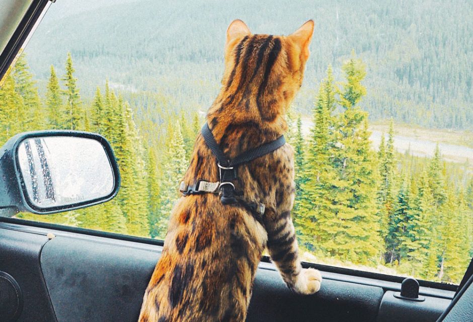 why does my cat lose its mind in the car and how do i keep it safe?
