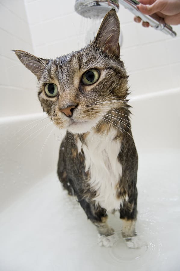why is bathing a wild kitten basically an olympic sport?