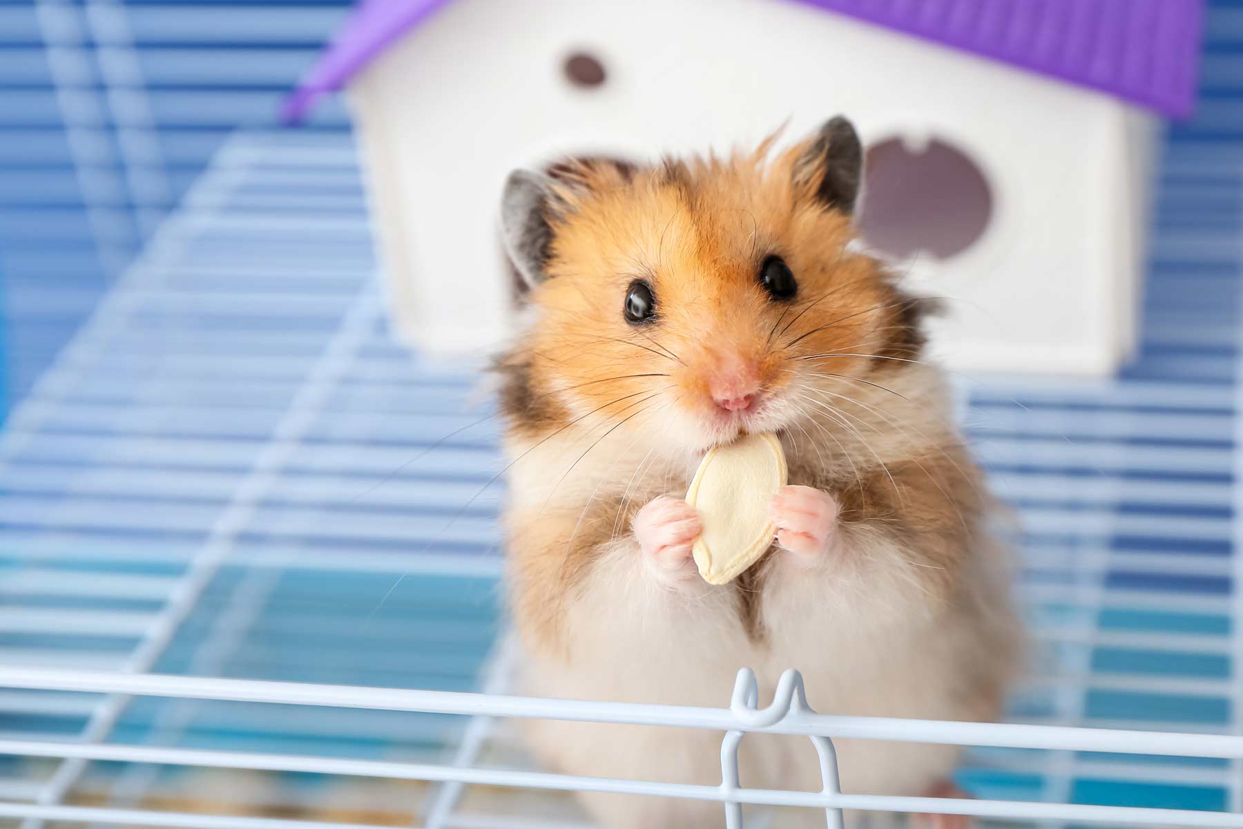 How I Tried to Outsmart My Parents for a Hamster 🐹