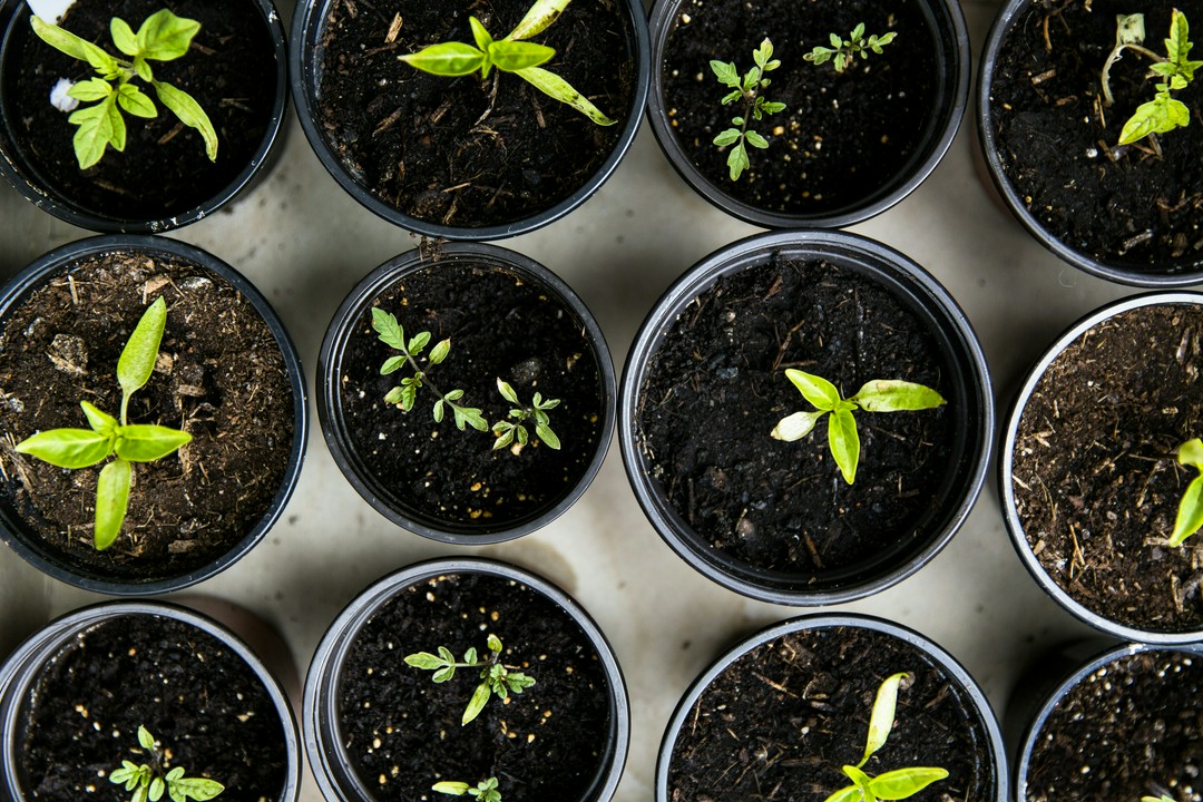 why did i cry over tiny green sprouts in my laundry room?